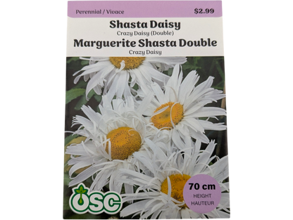 Shasta Daisy Crazy Daisy (Double)