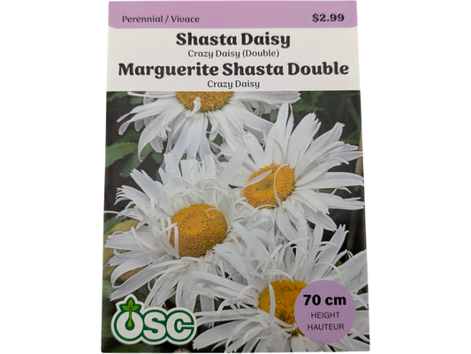 Shasta Daisy Crazy Daisy (Double)