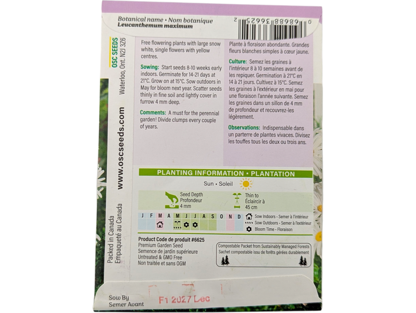 Shasta Daisy Leucanthemum Maximum