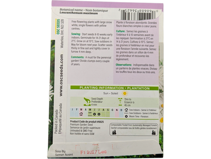 Shasta Daisy Leucanthemum Maximum