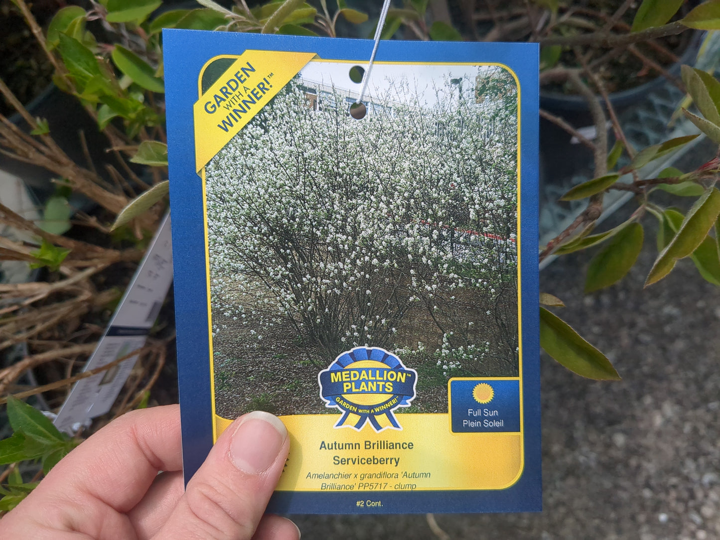 Autumn Brilliance Serviceberry 2 gallon