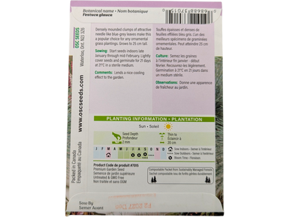 Ornamental Grass Blue Fescue