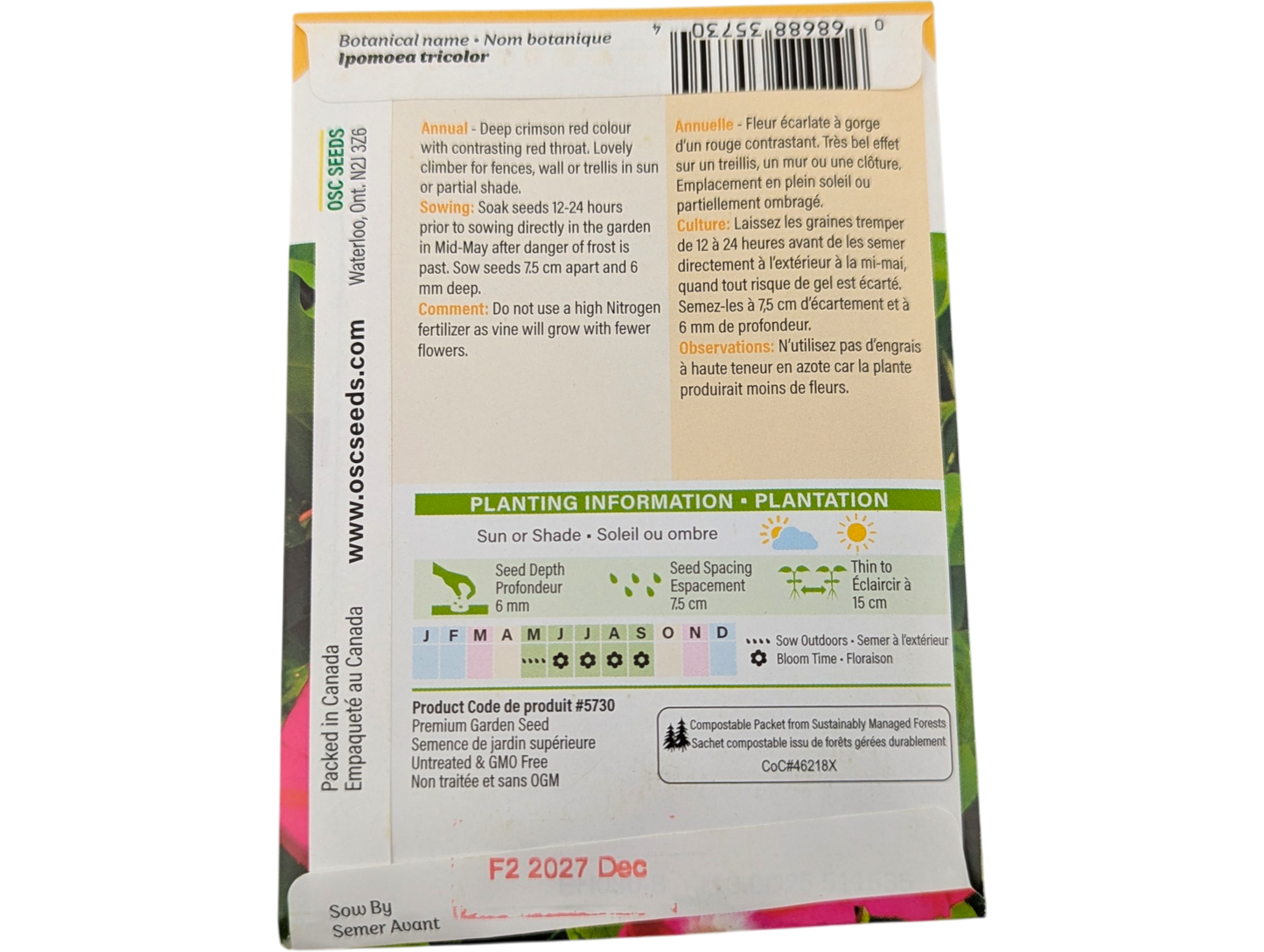 Morning Glory Crimson Rambler