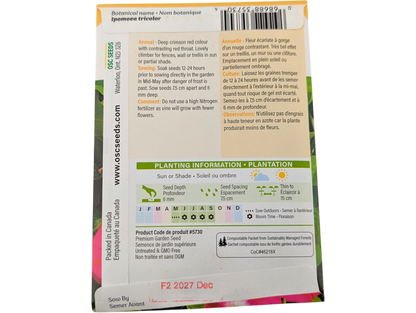 Morning Glory Crimson Rambler