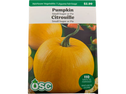 Pumpkin Small Sugar or Pie