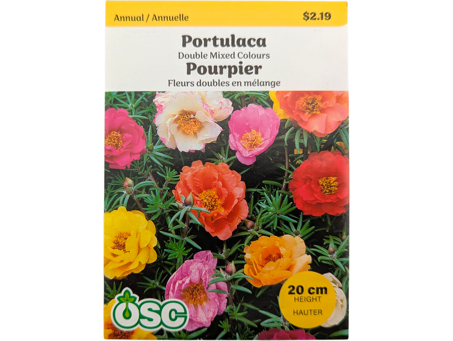 Portulaca Double Mixed Colours