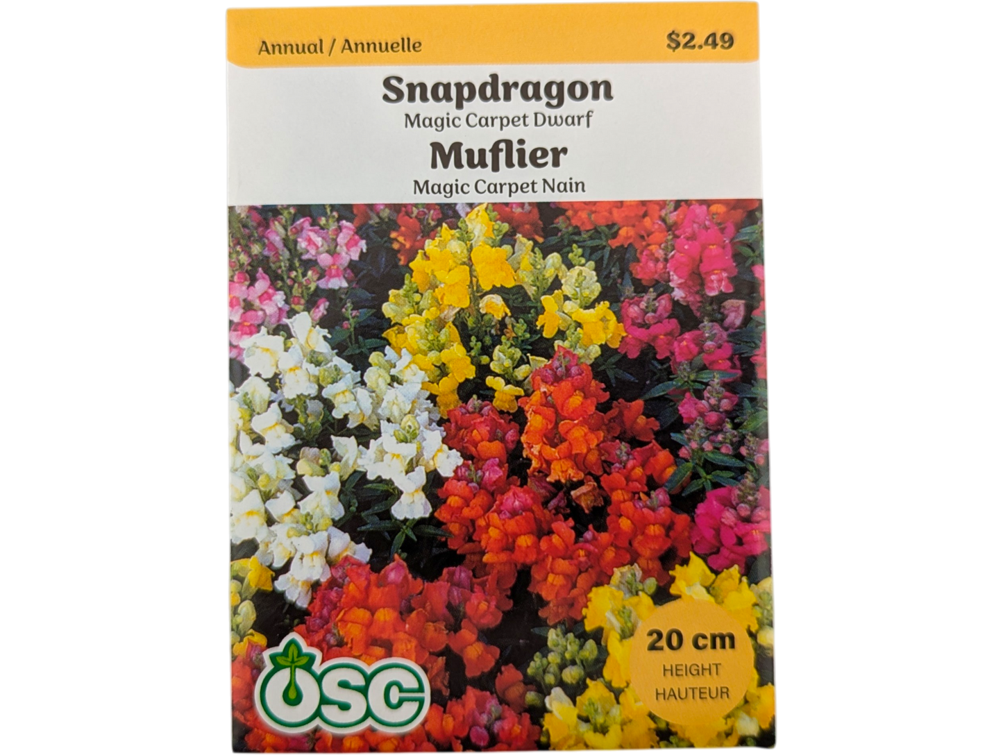 Snapdragon Magic Carpet Dwarf