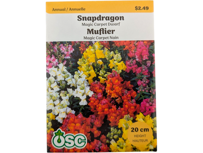 Snapdragon Magic Carpet Dwarf