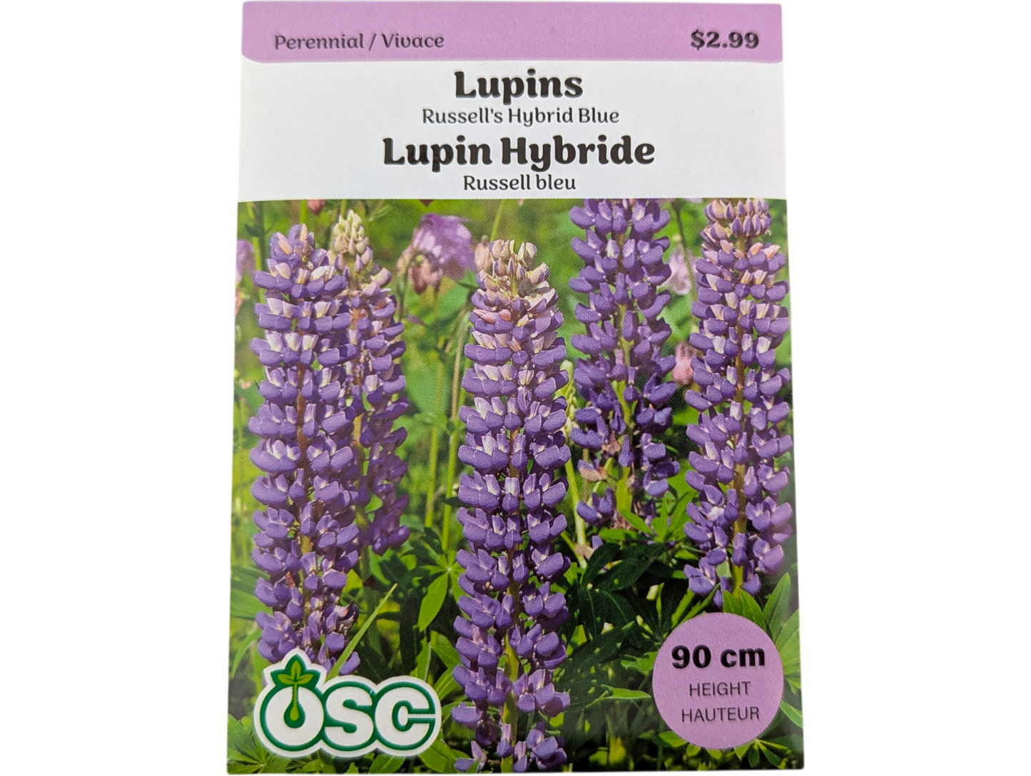 Lupins Russell's Hybrid Blue