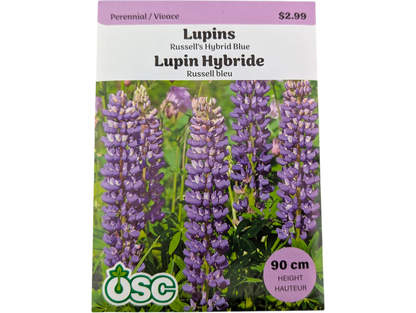 Lupins Russell's Hybrid Blue
