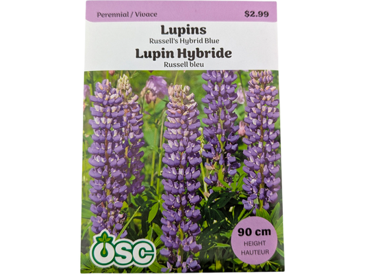 Lupins Russell's Hybrid Blue
