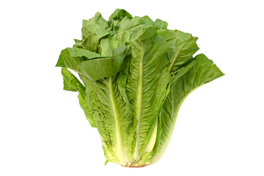 Romaine Lettuce