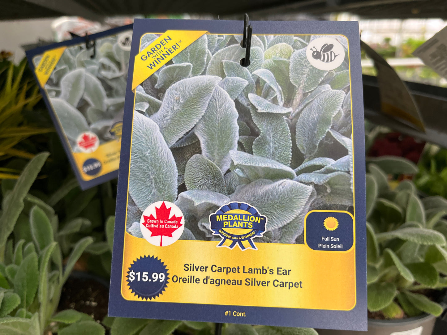 Silver Carpet Lamb's Ear