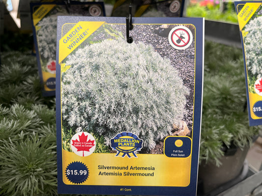 Silvermound Artemesia - 1 Gallon