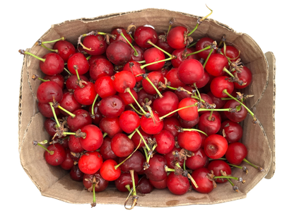 Local Sour Cherries
