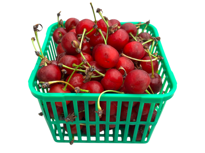 Local Sour Cherries