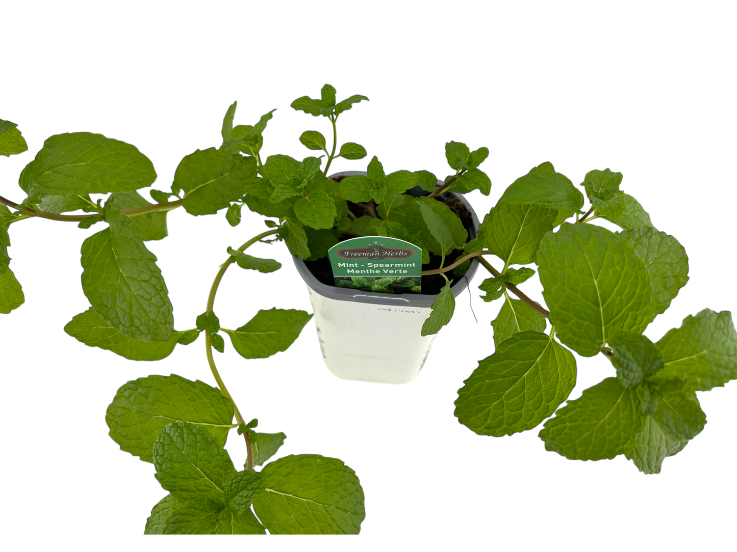Organic Spearmint - 4"