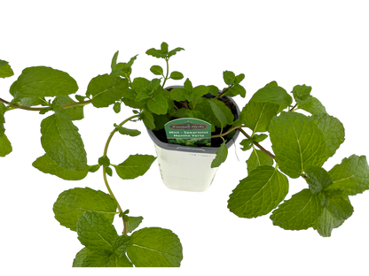 Organic Spearmint - 4"