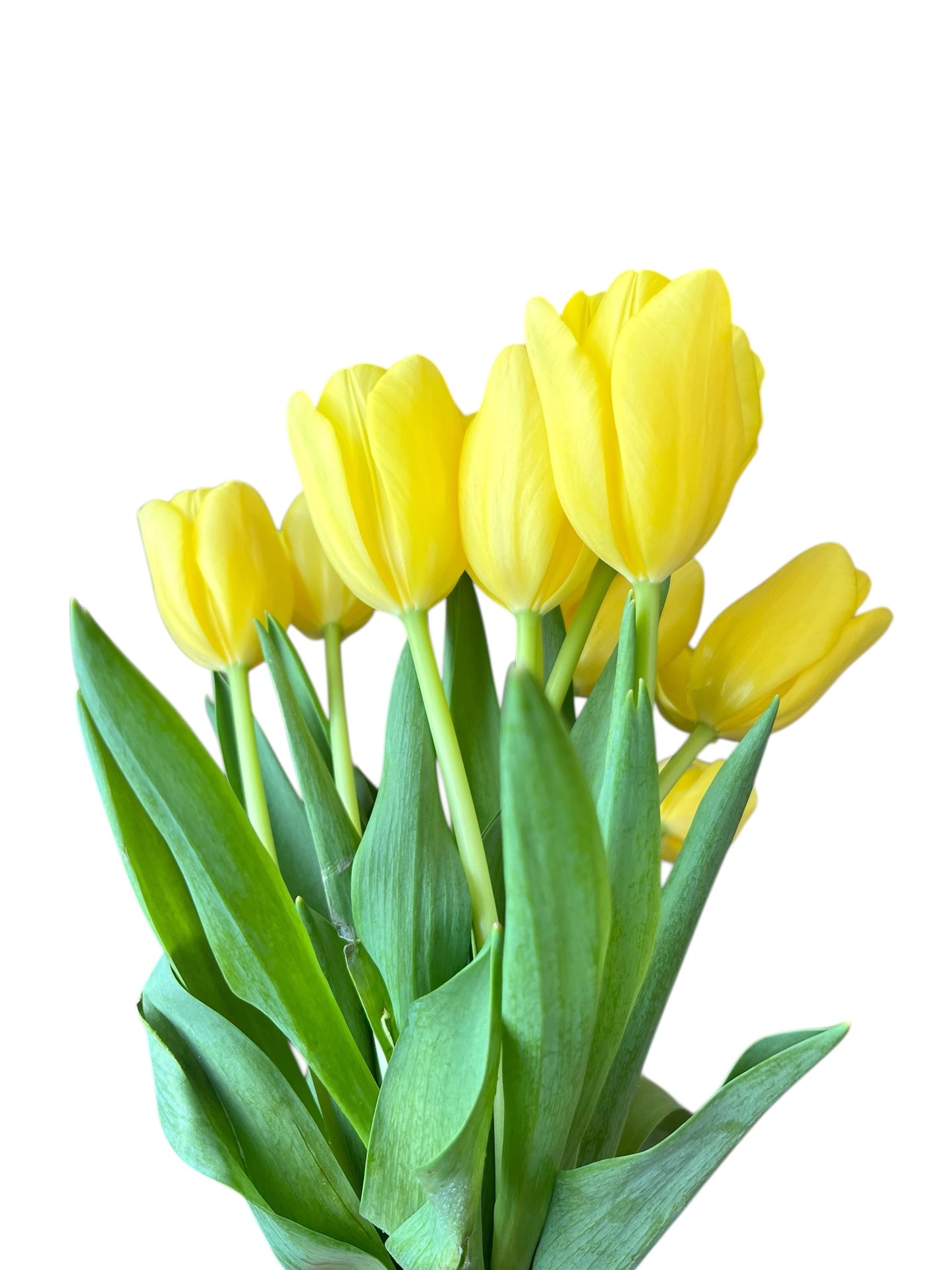 Cut Tulips