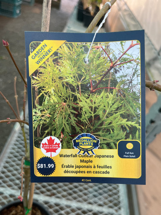 Waterfall cutleaf Japanese maple