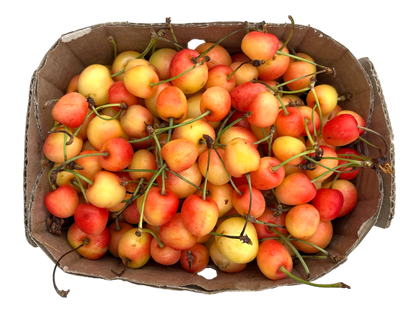 Local White Cherries
