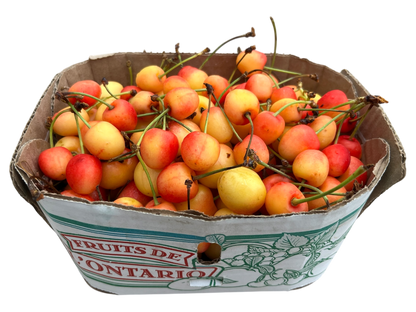 Local White Cherries