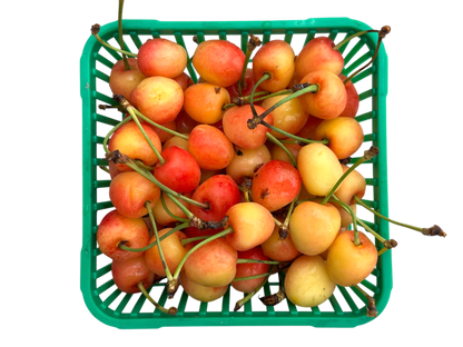 Local White Cherries