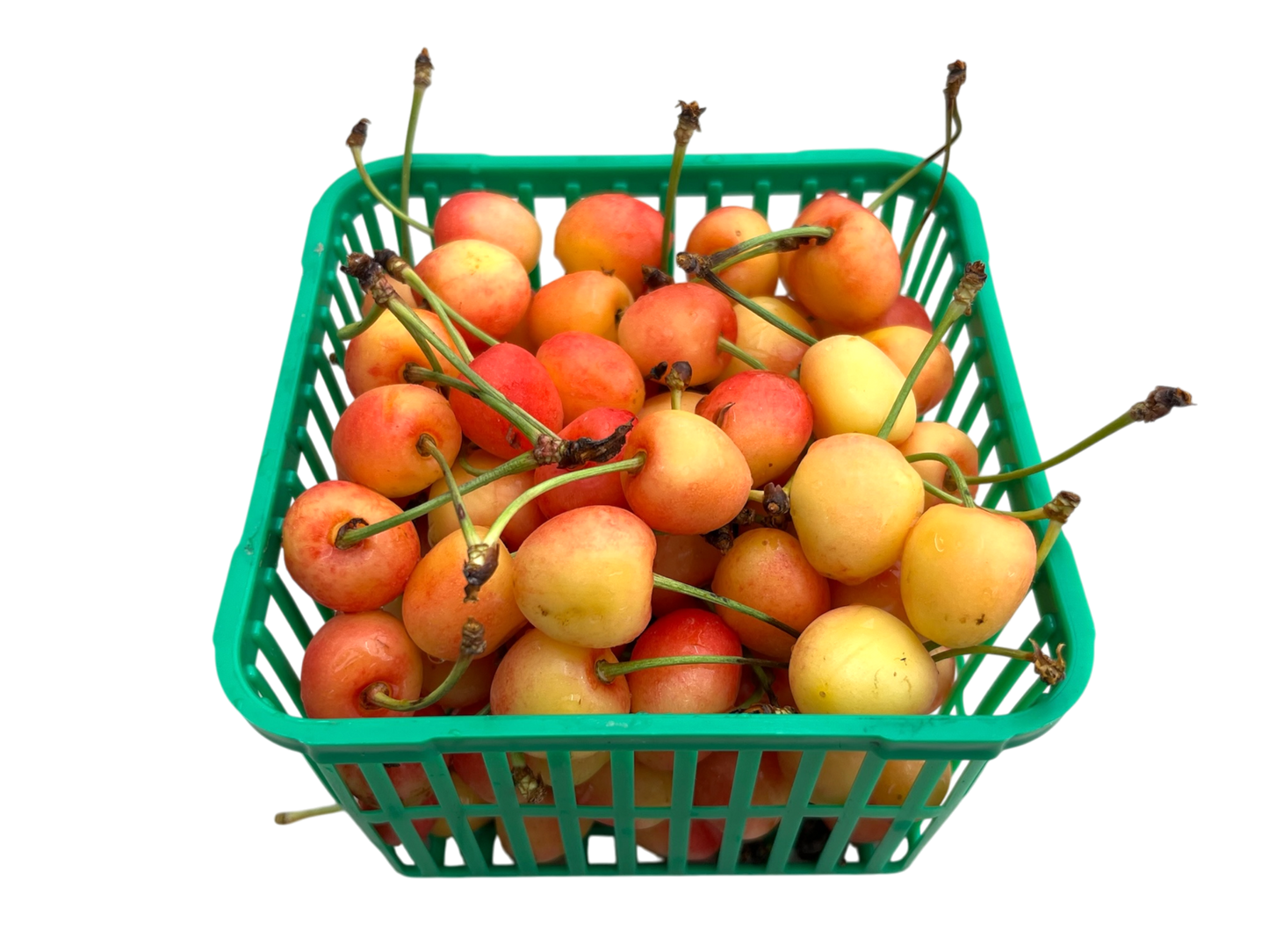 Local White Cherries
