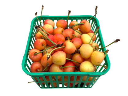 Local White Cherries