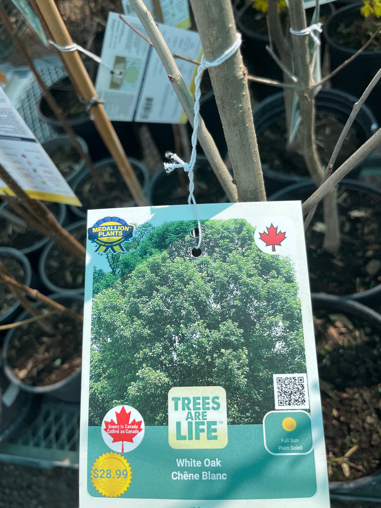 White oak 2 gallon