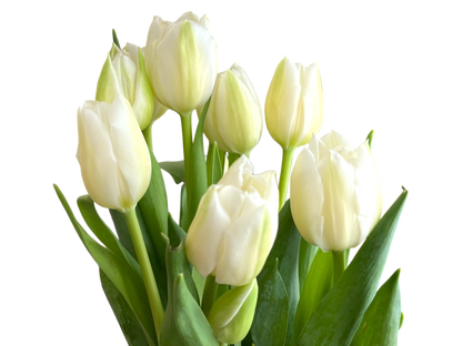 Cut Tulips