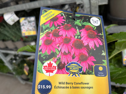 Coneflower - 1 Gallon
