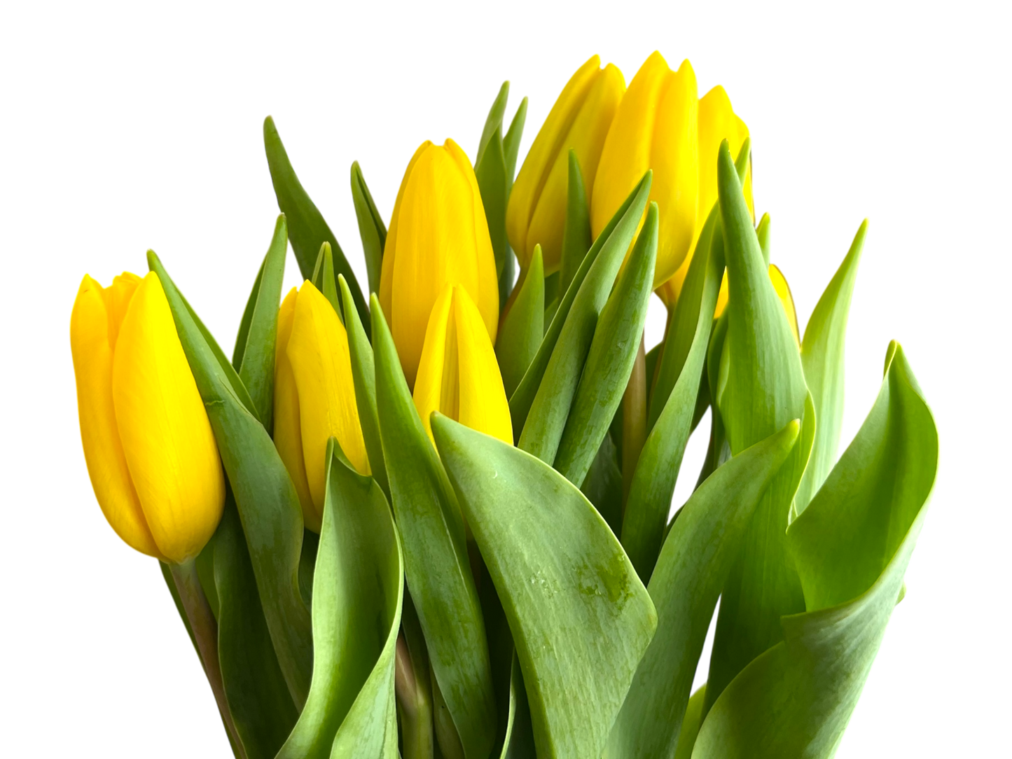 Cut Tulips