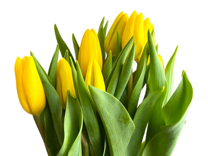 Cut Tulips