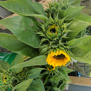 Sunflowers
