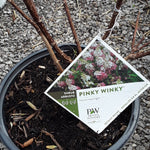 Load image into Gallery viewer, Hydrangea - Pinky Winky

