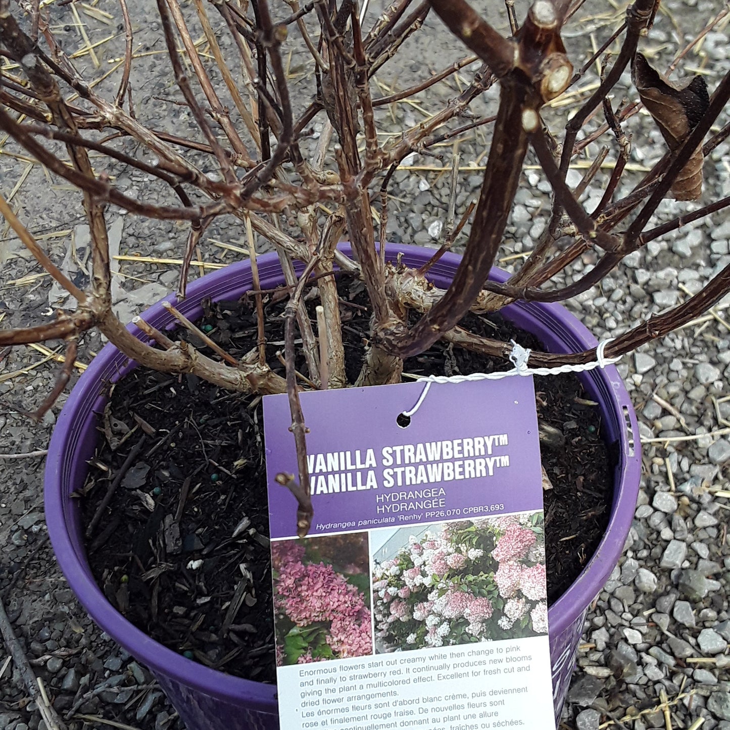 Hydrangea - Vanilla Strawberry