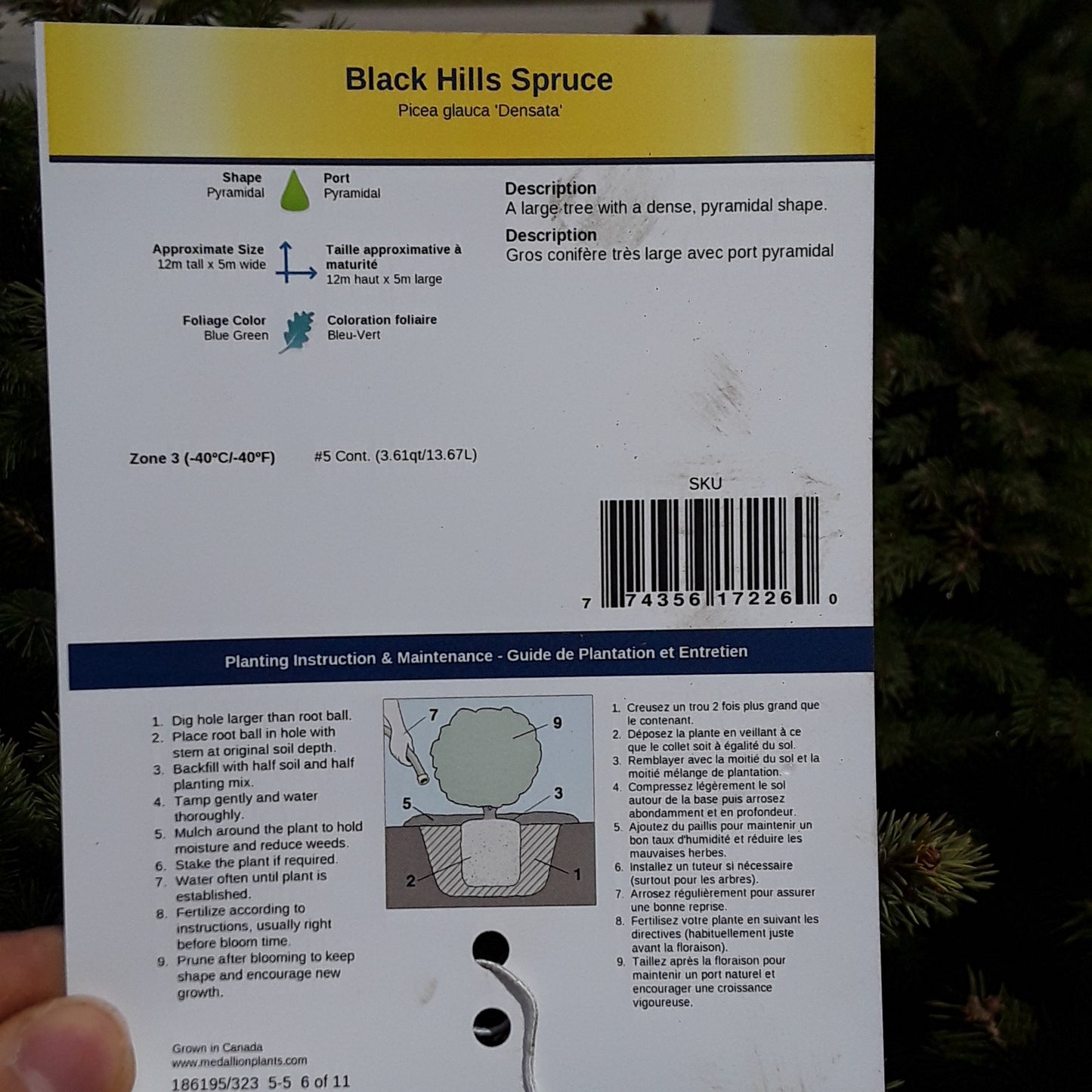 Black Hills Spruce - 5 Gallon