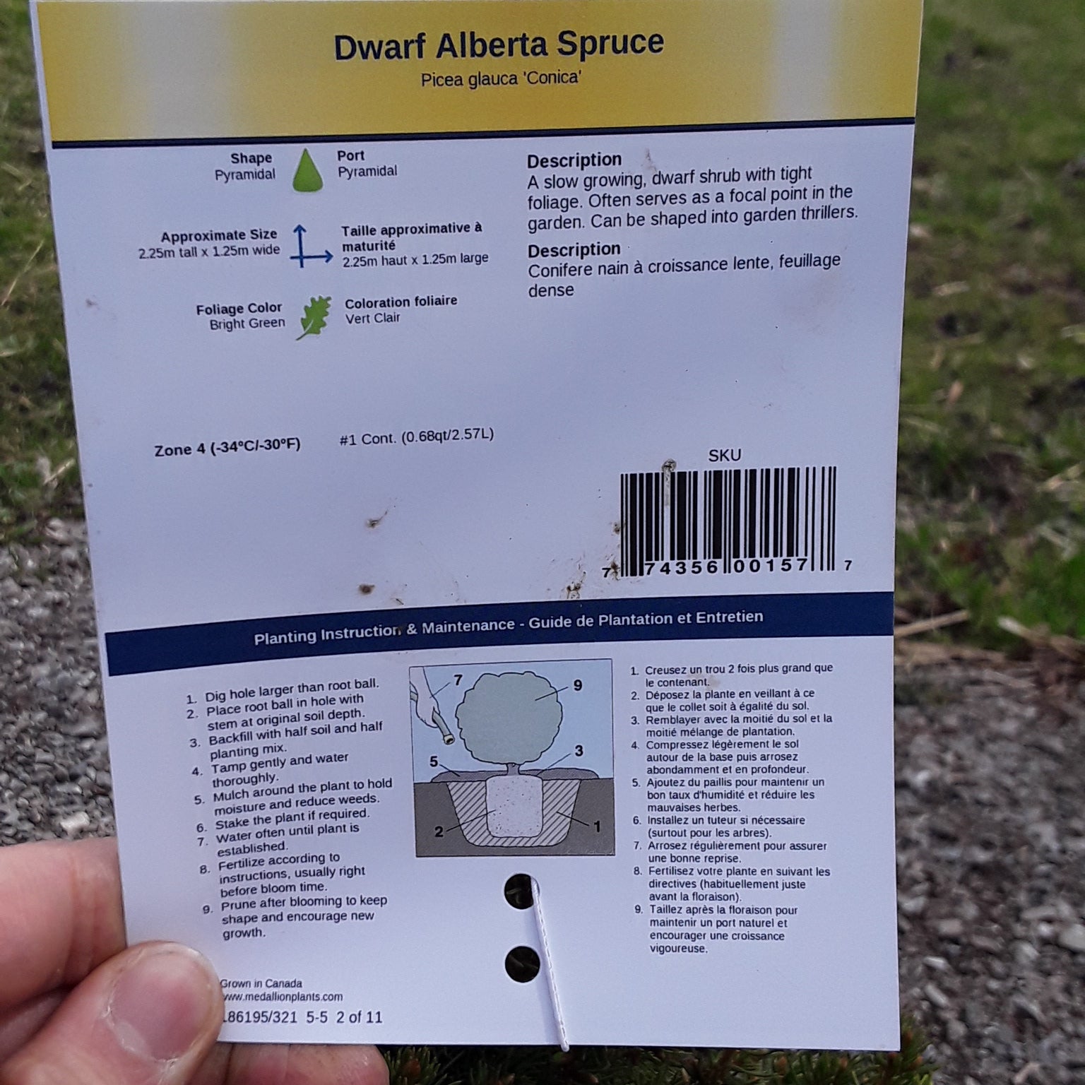 Dwarf Alberta Spruce - 1 Gallon