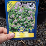 Load image into Gallery viewer, Little Princess Spirea
