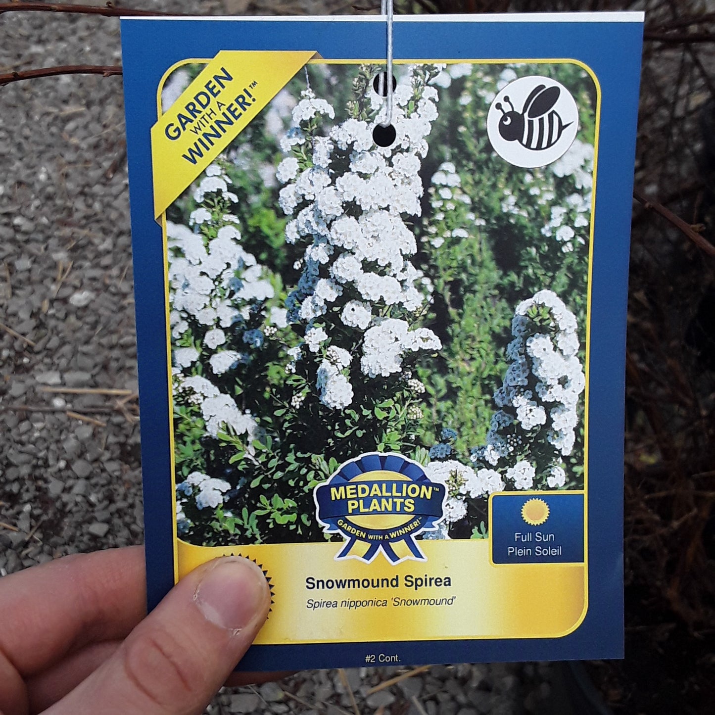 Snowmound Spirea