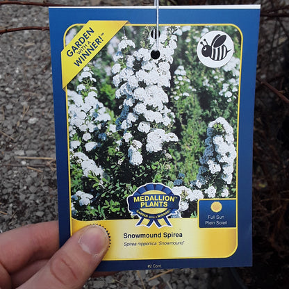Snowmound Spirea