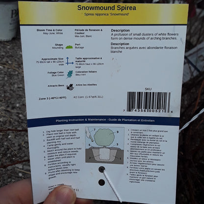 Snowmound Spirea