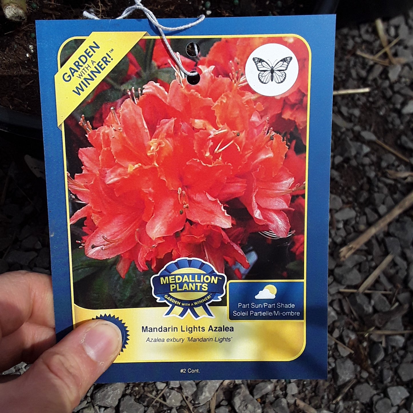 Azalea - Mandarin Lights