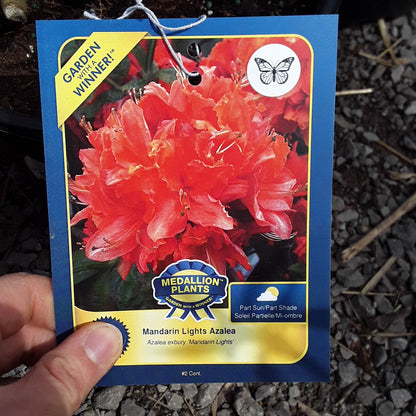 Azalea - Mandarin Lights