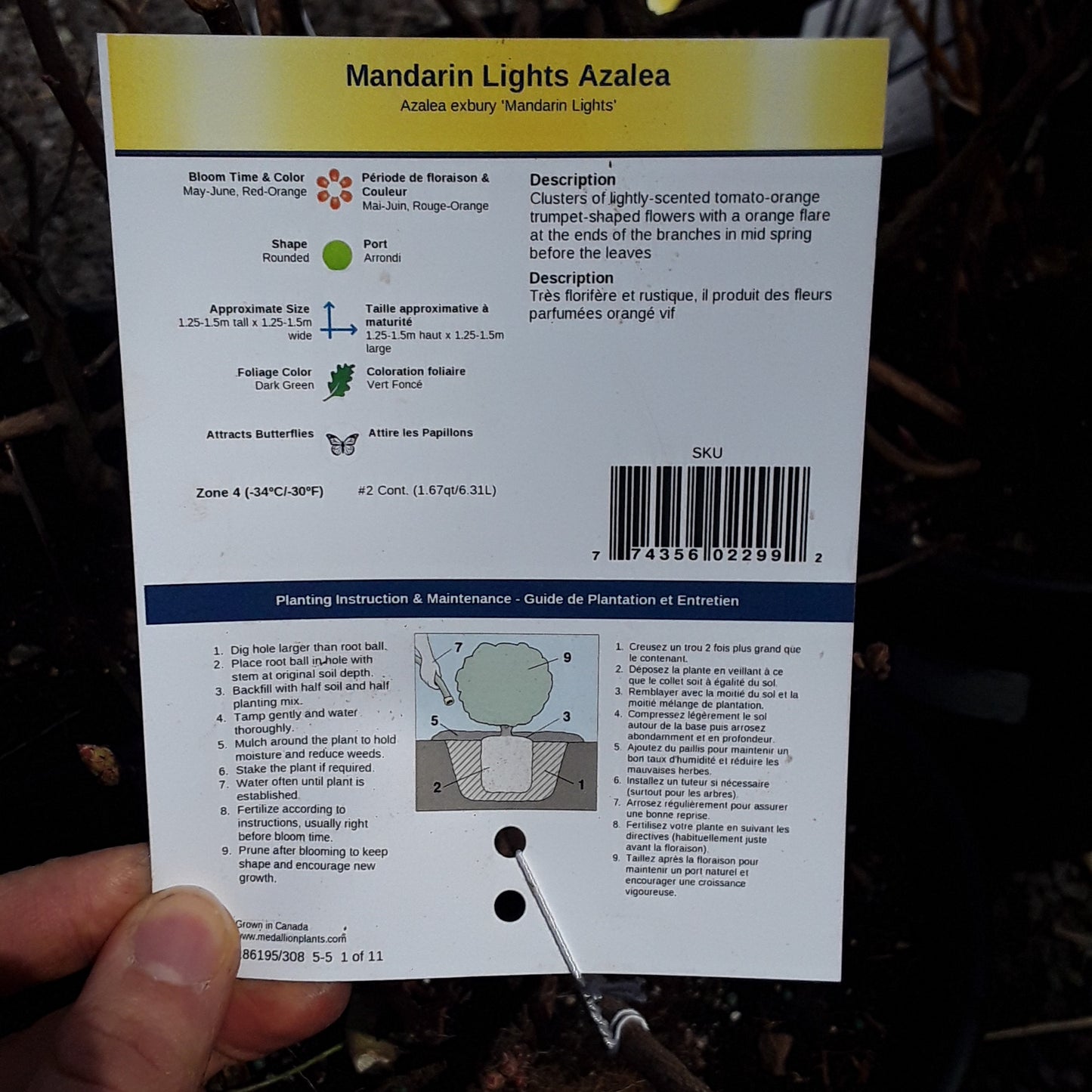 Azalea - Mandarin Lights