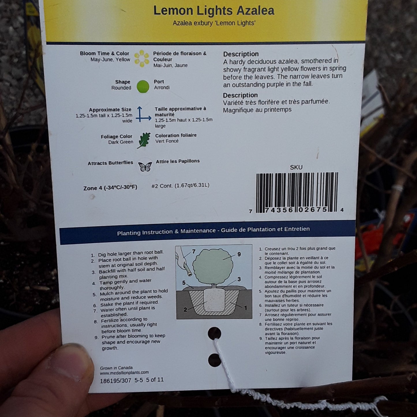 Azalea - Lemon Lights