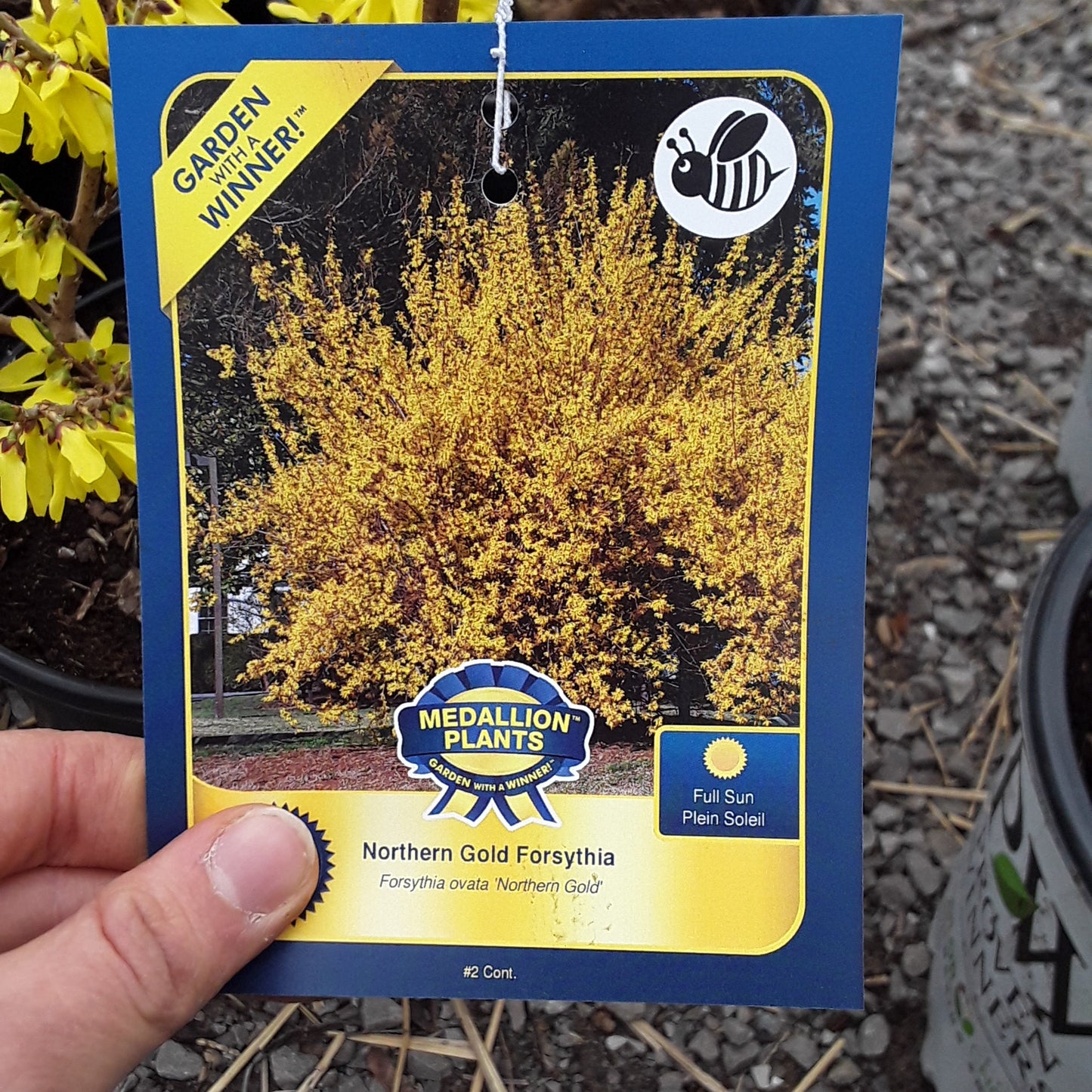 Forsythia - Northern Gold