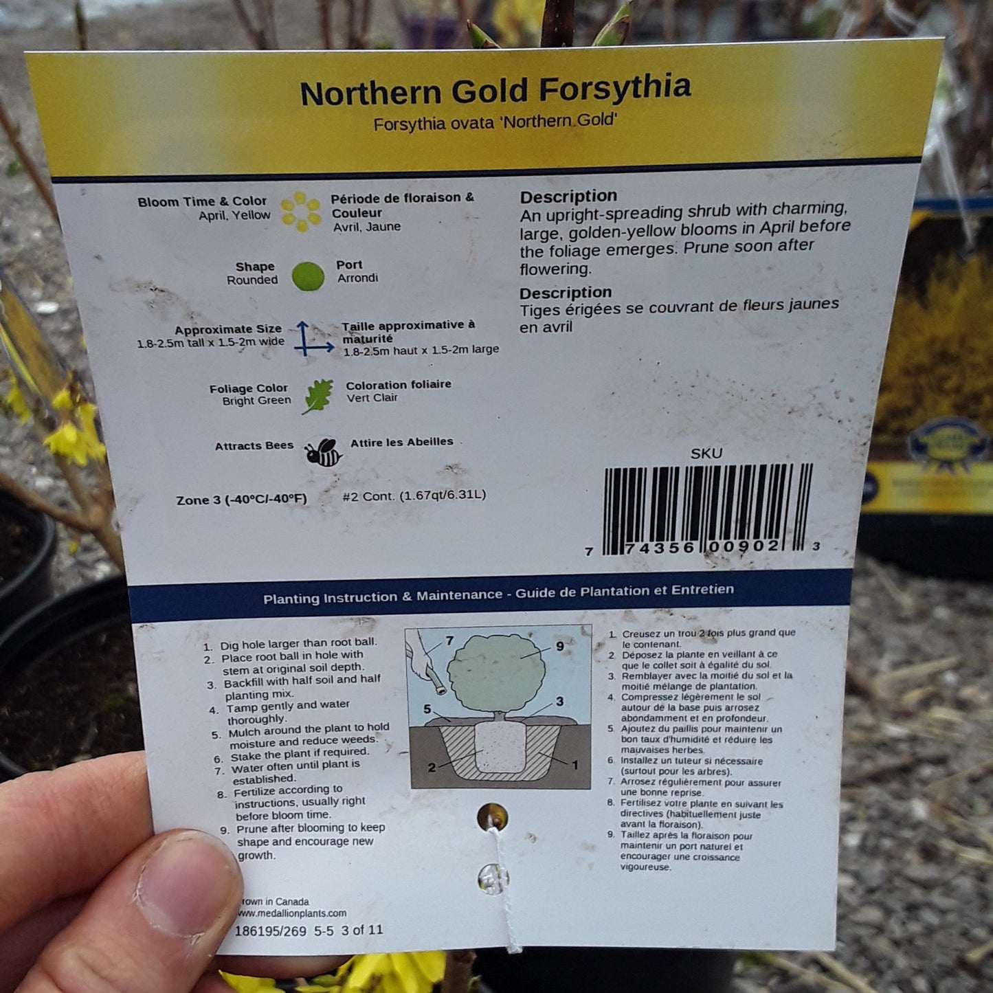 Forsythia - Northern Gold