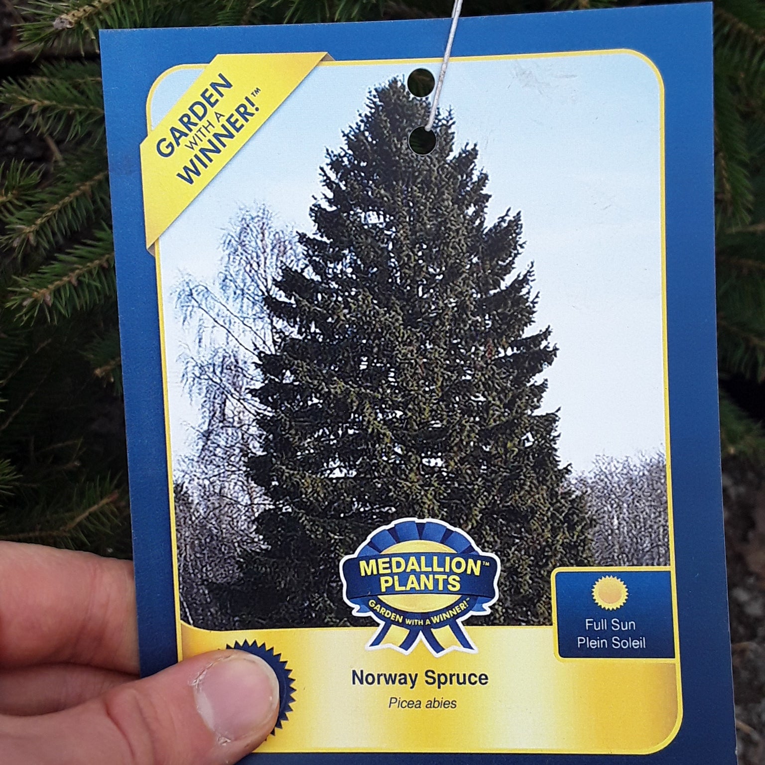 Norway Spruce